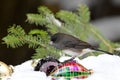 Dark-eyed Junco bird perched on a snow covered pine branch Royalty Free Stock Photo