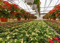 Christmas holiday poinsettia plants