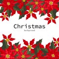 Christmas holiday season background with Red Poinsettia Christmas flower and holly berries. Royalty Free Stock Photo