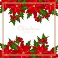Christmas holiday season background with Red Poinsettia Christmas flower and holly berries. Royalty Free Stock Photo