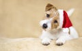 Christmas holiday smiling happy cute santa pet dog puppy