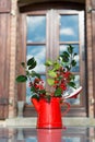 Christmas hollies in vase