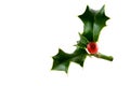 Christmas holly