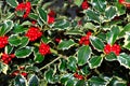 christmas holly background Royalty Free Stock Photo