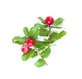Christmas holly branch with red berries and green leaves isolated on white, Xmas decor Royalty Free Stock Photo