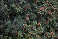 Christmas holly branches background wallpaper