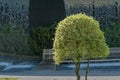 Christmas holly ilex aquifolium Argentea Marginata in public landscape city park `Krasnodar` or `Galitsky park` on waterfall