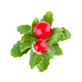 Christmas holly with red berries and green leaves isolated on white background, flatlay top view Royalty Free Stock Photo