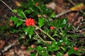 Christmas holly with red berries nature