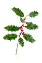Christmas Holly With Red Berries. Traditional festive decoration. Holly branch with red berries on white background Royalty Free Stock Photo