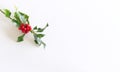 Christmas holly with red berries .Traditional festive decoration. Holly branch with red berries on white table Royalty Free Stock Photo