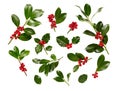 Christmas Holly With Red Berries On White. Royalty Free Stock Photo