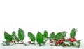 Christmas Holly on Snow Royalty Free Stock Photo