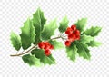 Christmas holly tree branch realistic illustration