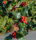 Christmas Holly Tree Closeup of Red Berries and Green Leaves Royalty Free Stock Photo