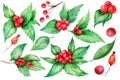 Christmas Holly Watercolor isolated on white background. Holly Berry Illustration. Hand-drawn winter berries Royalty Free Stock Photo