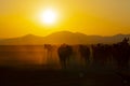 Wild horses running at sunset / Kayseri - Turkey Royalty Free Stock Photo