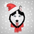 Christmas husky dog Royalty Free Stock Photo