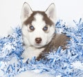 Christmas Husky Puppy Royalty Free Stock Photo