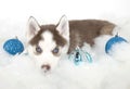 CHristmas Husky Puppy Royalty Free Stock Photo