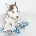 Christmas Husky Puppy Royalty Free Stock Photo