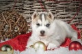 Christmas Husky puppy celebrating Christmas Royalty Free Stock Photo