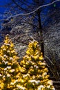 Christmas illuminated trees - snowy evening scene