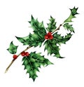 Christmas illustration of a sprig of holly.