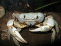 Christmas Island Blue Crab