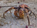 Christmas Island Robber Crab