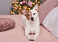 Christmas Jack Russell Terrier dog. Hotel concept for animals. Vetclinic. Animal Calendar Template. Christmas card with dog.