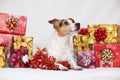 Christmas Jack Russell terrier with gifts