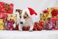 Christmas Jack Russell terrier with gifts