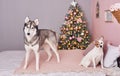 Christmas Jack Russell Terrier and husky. Hotel concept for animals. Vetclinic. Animal Calendar Template. Christmas card with dog