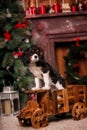 Christmas king charles spaniel Dog on the car