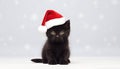 Christmas kitten. Black kitten in a Santa Claus hat on a light background