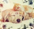 Christmas kitten and puppy sleeping Royalty Free Stock Photo