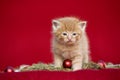 Christmas kitten on red background