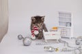 Christmas kitten in a santa claus scarf in a miniature dollhouse