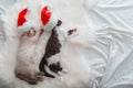 Christmas kittens in Christmas Santa Claus hat sleeping on plaid. Couple of kittens in love little cats have cozy sweet Royalty Free Stock Photo