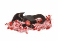 Christmas Kitty Royalty Free Stock Photo