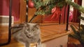 Christmas kitty Royalty Free Stock Photo
