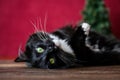 Christmas kitty, tuxedo colored cat laying on wood table with Christmas tree and red background