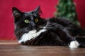 Christmas kitty, tuxedo colored cat laying on wood table with Christmas tree and red background