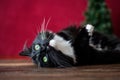 Christmas kitty, tuxedo colored cat laying on wood table with Christmas tree and red background