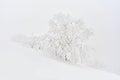 Christmas landscape with frosty trees. White trees covered with snow in the winter morning. Winter background Royalty Free Stock Photo