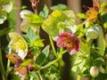 Lenten Hellebores flowering in sunlight, spring season nature Royalty Free Stock Photo