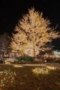 Christmas lights on a cottonwood tree