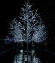 Christmas lights festival and celebration in Hudson Gardens Royalty Free Stock Photo