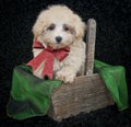 Christmas Malti-Poo Puppy Royalty Free Stock Photo